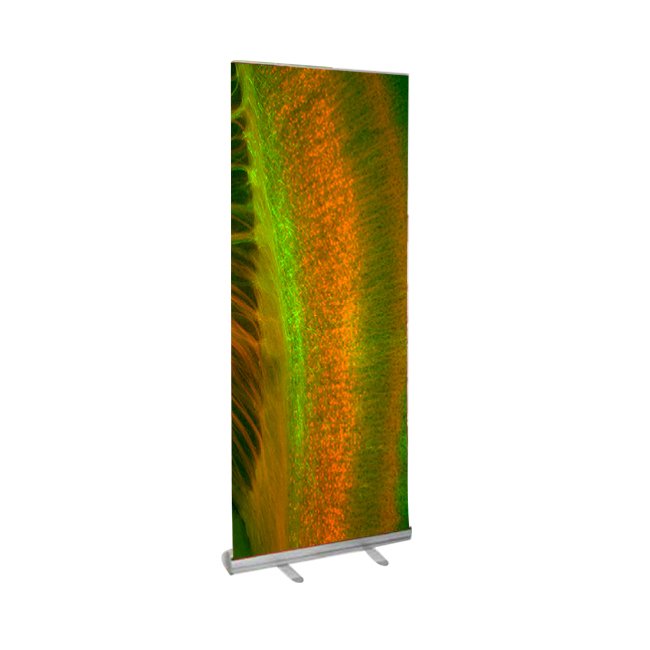 Standard Roll-Up Banner Stand