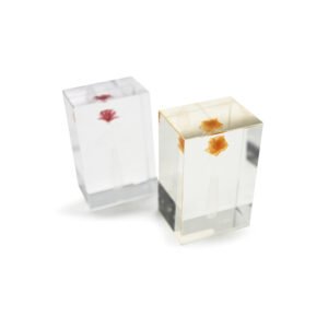 Clear Display Block with Embedded Flower